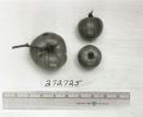 Click for 1 image(s) for this accession. FRUIT